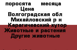 поросята 1.5 месяца.  › Цена ­ 3 000 - Волгоградская обл., Михайловский р-н, Карагичевский хутор Животные и растения » Другие животные   